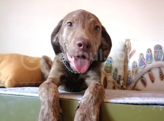 Harika Labrador Yavrular