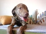 Harika Labrador Yavrular