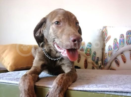 Harika Labrador Yavrular görsel