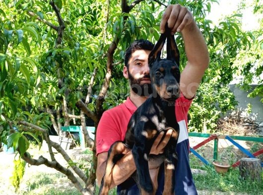 Doberman Yavrularımız görsel