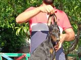 Doberman Yavrularımız