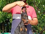 Doberman Yavrularımız