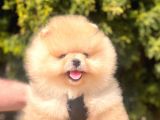 Pomerian Boo