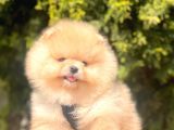 Pomerian Boo