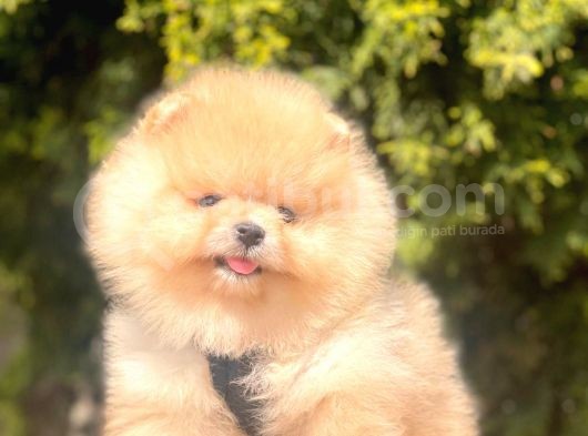 Pomerian Boo görsel