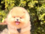 Pomerian Boo