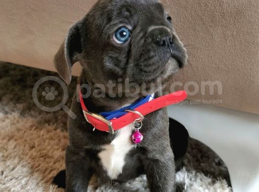 Fransız Bulldog Yavru Köpekler