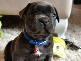 Fransız Bulldog Yavru Köpekler