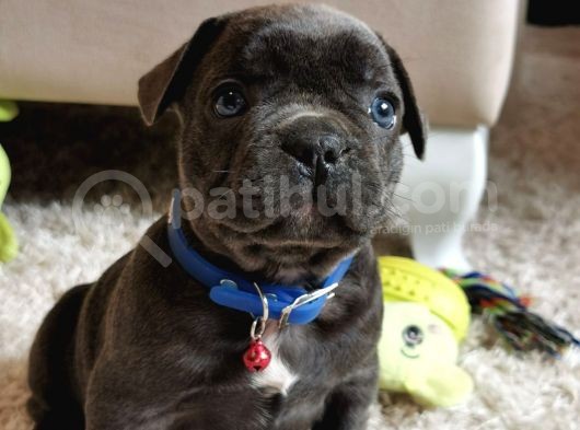 Fransız Bulldog Yavru Köpekler görsel