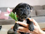 Fransız Bulldog Yavru Köpekler