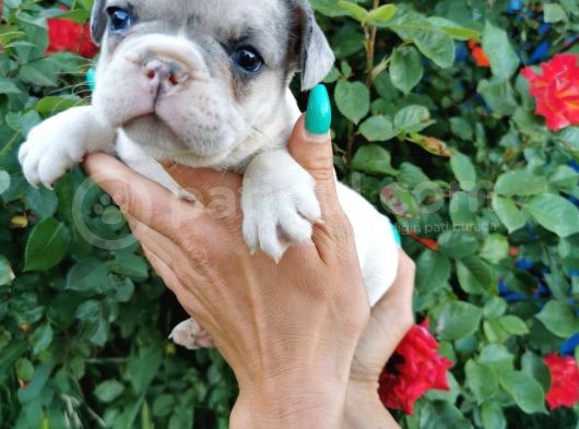Fransız Bulldog Yavru Köpekler görsel