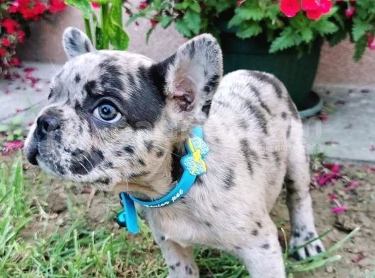 Fransız Bulldog Yavru Köpekler görsel