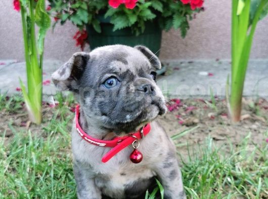 Fransız Bulldog Yavru Köpekler görsel