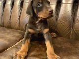 Doberman Yavrulari