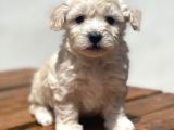 Show Kalite Maltipoo Yavrular