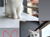 British Shorthair Kedi