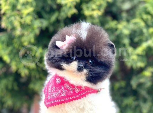 Safkan Pomeranian Boo Yavrularımız görsel