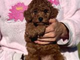 Bebek Surat Toy Poodle Yavrular