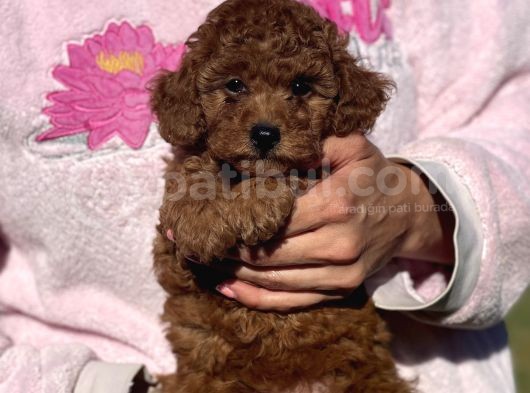 Bebek Surat Toy Poodle Yavrular görsel