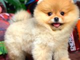 Ayı Surat Pomeranian Boo Yavrularımız
