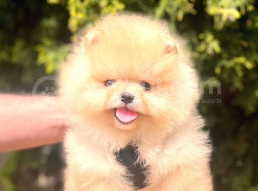 Safkan Pomeranian Boo Yavrularımız görsel