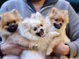 Orji̇nal Pomerani̇an Boo Yavrularimiz