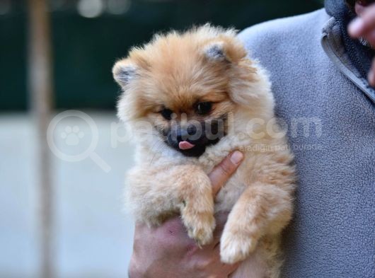 Orji̇nal Pomerani̇an Boo Yavrularimiz görsel