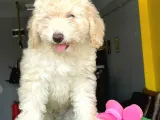 Maltipoo Fiyatına 3,5 Aylık Toypoodle Yavrumuz