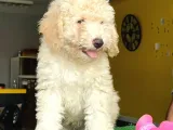 Maltipoo Fiyatına 3,5 Aylık Toypoodle Yavrumuz