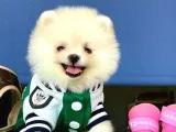 Irk Garantili Dişi Ve Erkek Pomeranian Boo Yavrularımız