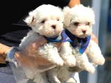 Maltese Terri̇er Yavrulari