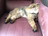 Ocak 2020 Doğumlu Uyumlu Oyuncu Kedi̇mi̇z