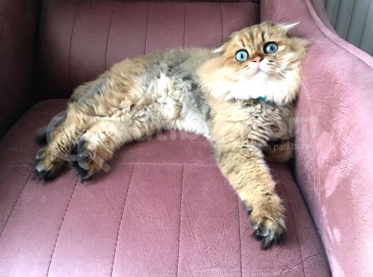 Ocak 2020 Doğumlu Uyumlu Oyuncu Kedi̇mi̇z görsel