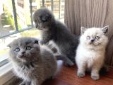 Dişi Scottish Fold