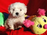 Maltese Terrier Yavrular