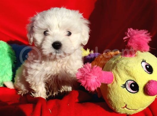 Maltese Terrier Yavrular