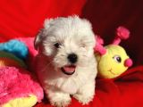 Maltese Terrier Yavrular