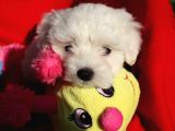Maltese Terrier Yavrular