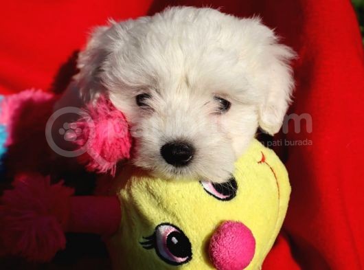 Maltese Terrier Yavrular görsel