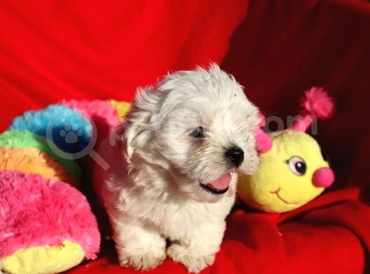 Maltese Terrier Yavrular görsel
