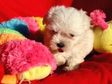 Maltese Terrier Yavrular