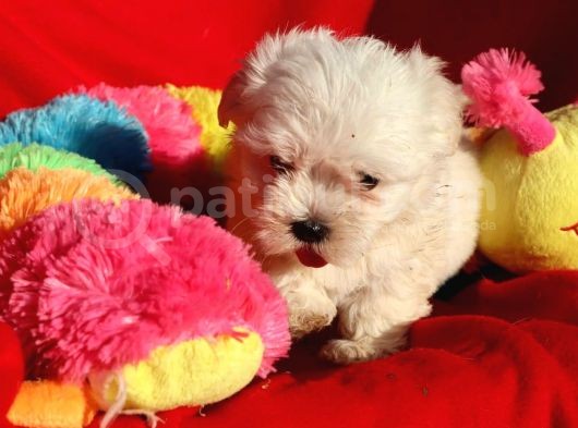 Maltese Terrier Yavrular görsel