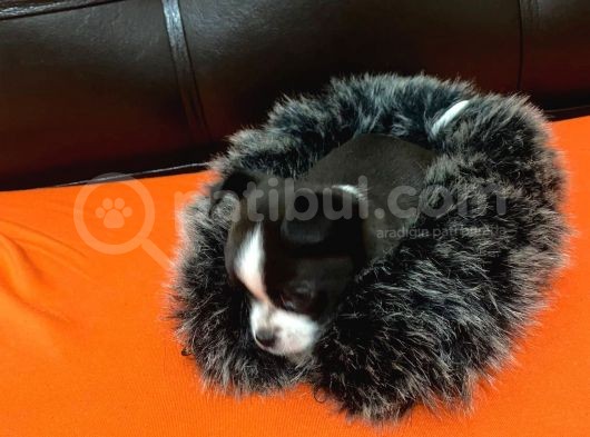 Maske  Elma Kafa  Chihuahua Şivava Yavru görsel