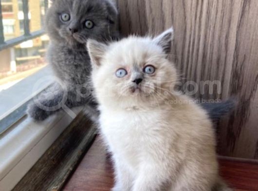 Scottish Fold Erkek görsel