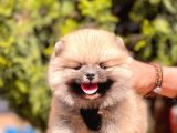 Safkan Pomeranian Yavrular