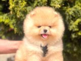 Safkan Pomeranian Yavrular