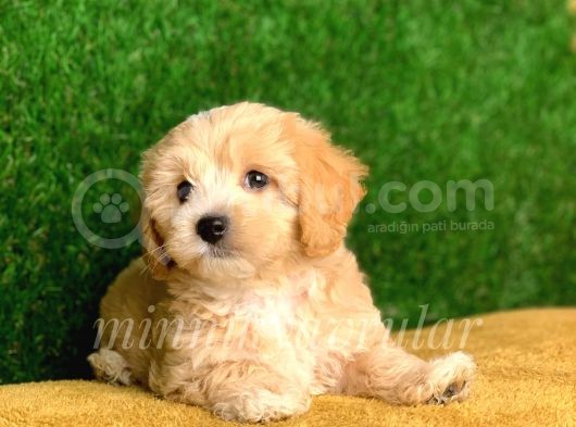 Irkinin En İyi̇leru Di̇şi̇ Erkek Malti̇poo Yavrularimiz görsel