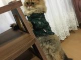 Ocak 2020 Doğumlu Uyumlu Oyuncu Kedi̇mi̇z