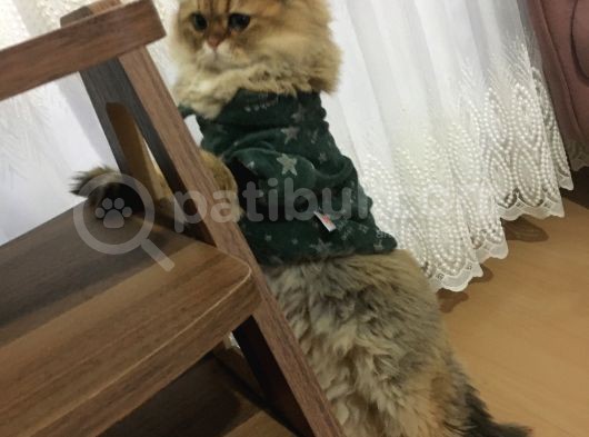 Ocak 2020 Doğumlu Uyumlu Oyuncu Kedi̇mi̇z görsel