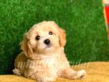 Irkinin en İyi̇leru Di̇şi̇ Erkek Malti̇poo Yavrularimiz